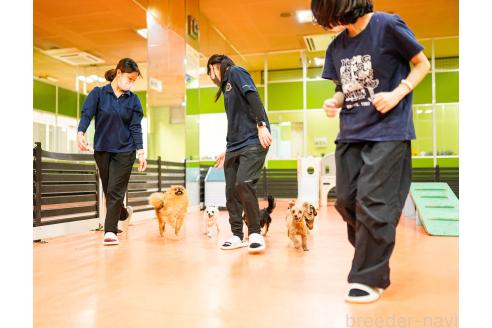 成約済の神奈川県のミニチュアダックスフンド(ロングヘアード)-365570の2枚目
