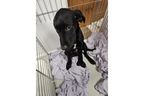 成約済の群馬県のミックス犬-369260の22枚目