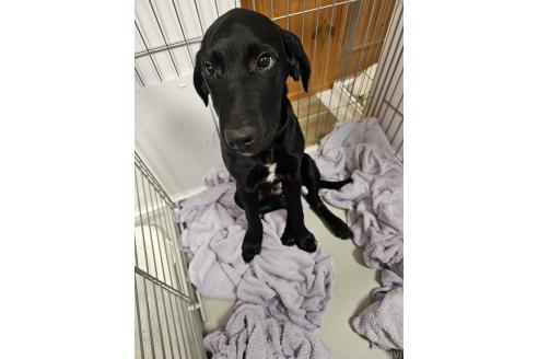 成約済の群馬県のミックス犬-369260の20枚目