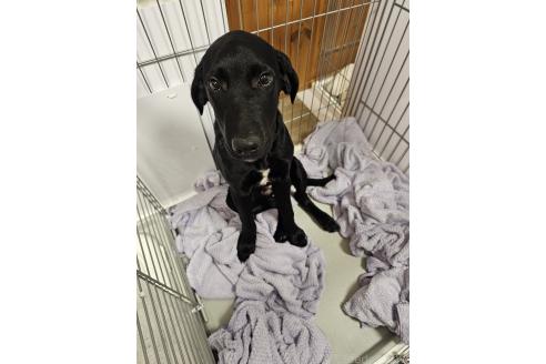 成約済の群馬県のミックス犬-369260の19枚目