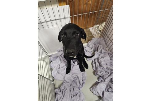 成約済の群馬県のミックス犬-369260の15枚目
