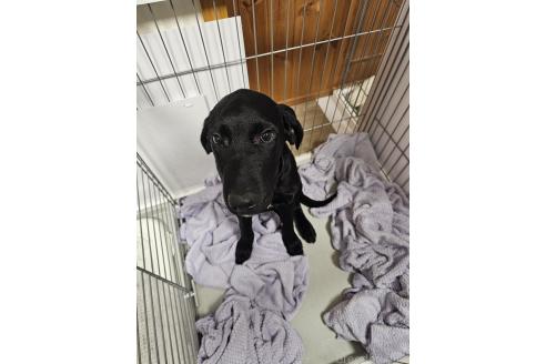 成約済の群馬県のミックス犬-369260の14枚目