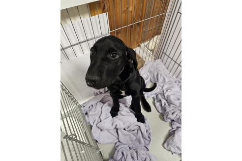 成約済の群馬県のミックス犬-369260の12枚目