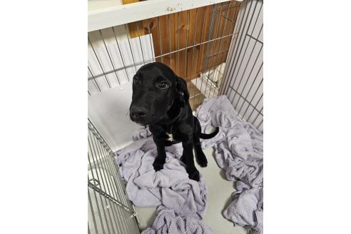 成約済の群馬県のミックス犬-369260の11枚目
