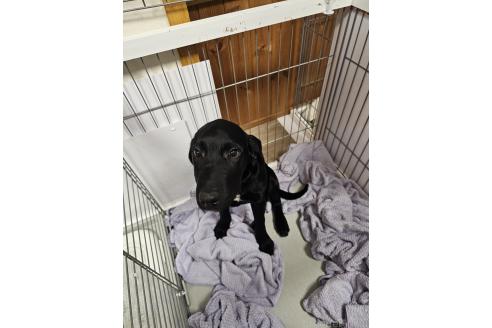 成約済の群馬県のミックス犬-369260の10枚目