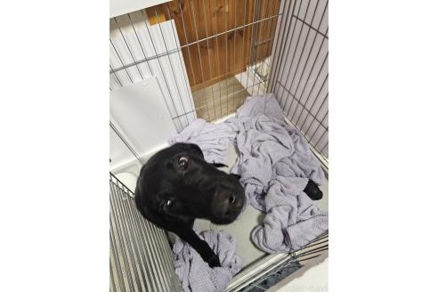 成約済の群馬県のミックス犬-369260の9枚目