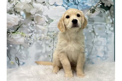 子犬