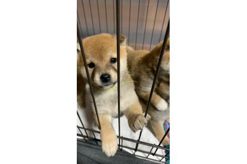 成約済の熊本県の柴犬-369275の10枚目