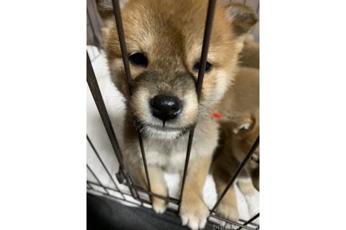 成約済の熊本県の柴犬-369275