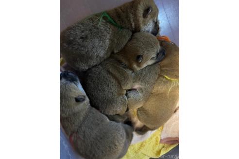 成約済の熊本県の柴犬-369275の9枚目