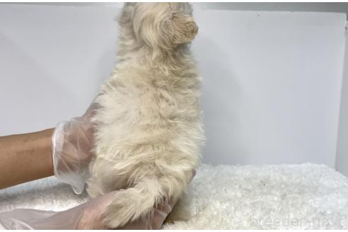 成約済の茨城県のマルプー:マルチーズ×トイプードル-369177の4枚目