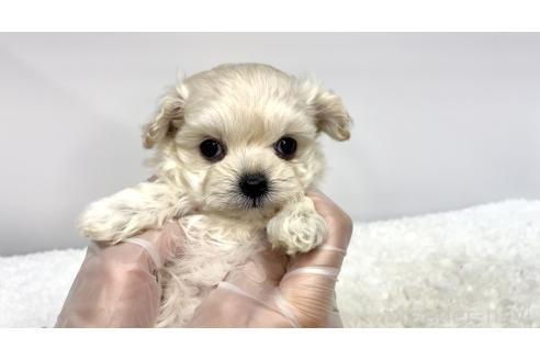 成約済の茨城県のマルプー:マルチーズ×トイプードル-369177の2枚目