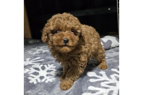 成約済の岡山県のトイプードル-362130の5枚目