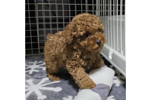 成約済の岡山県のトイプードル-362130の3枚目