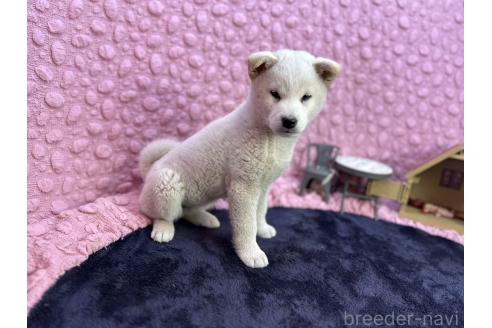 成約済の茨城県の柴犬-369311の30枚目