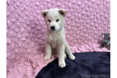 成約済の茨城県の柴犬-369311の29枚目
