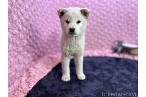 成約済の茨城県の柴犬-369311の28枚目