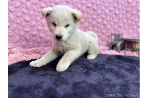 成約済の茨城県の柴犬-369311の26枚目