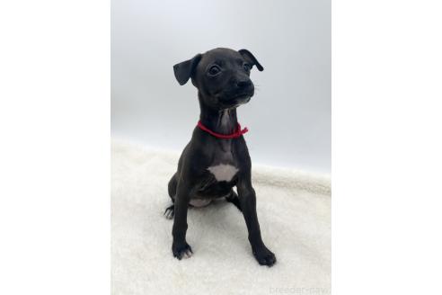 成約済の愛知県のイタリアングレーハウンド(イタグレ)-368169の1枚目