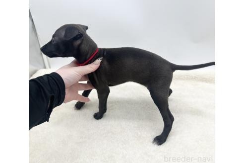 成約済の愛知県のイタリアングレーハウンド(イタグレ)-368169の4枚目