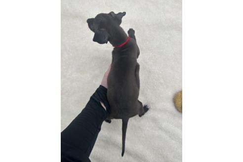 成約済の愛知県のイタリアングレーハウンド(イタグレ)-368169の2枚目