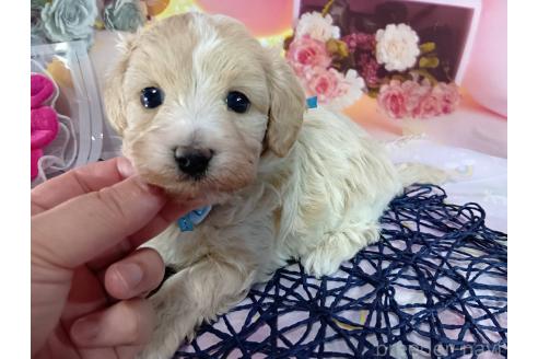 成約済の神奈川県のマルプー:マルチーズ×トイプードル-366939の1枚目