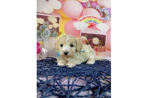 成約済の神奈川県のマルプー:マルチーズ×トイプードル-366939の6枚目
