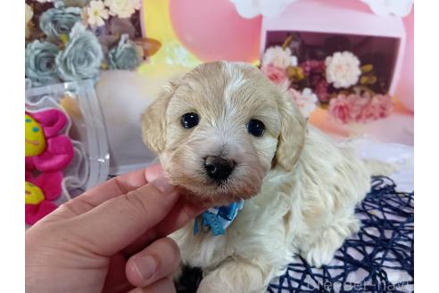 成約済の神奈川県のマルプー:マルチーズ×トイプードル-366939の3枚目