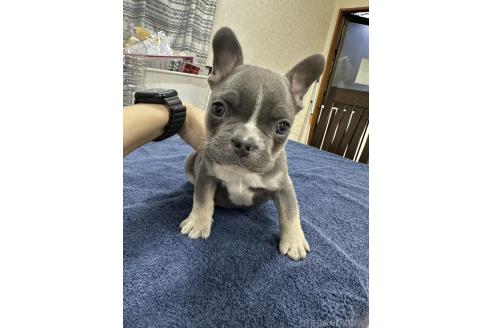 成約済の千葉県のフレンチブルドッグ-369326
