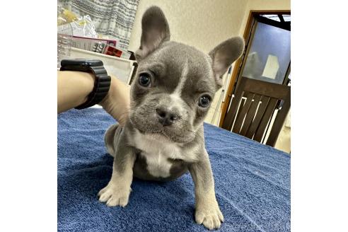 成約済の千葉県のフレンチブルドッグ-369326の5枚目