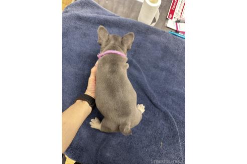 成約済の千葉県のフレンチブルドッグ-369326の2枚目