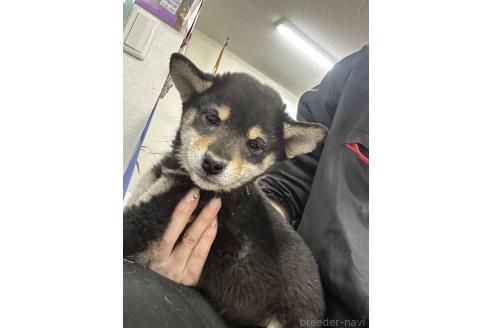成約済の千葉県の柴犬-360823の12枚目