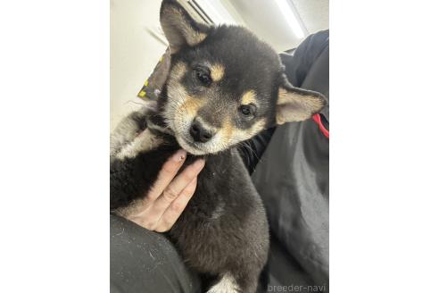 成約済の千葉県の柴犬-360823の11枚目