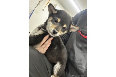 成約済の千葉県の柴犬-360823の10枚目