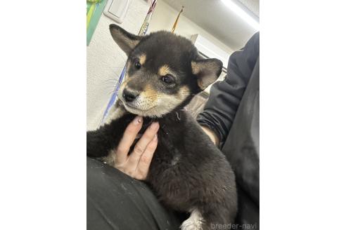 成約済の千葉県の柴犬-360823の9枚目