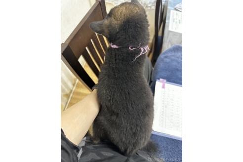 成約済の千葉県の柴犬-360823の8枚目