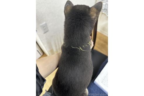 成約済の千葉県の豆柴-358652の2枚目