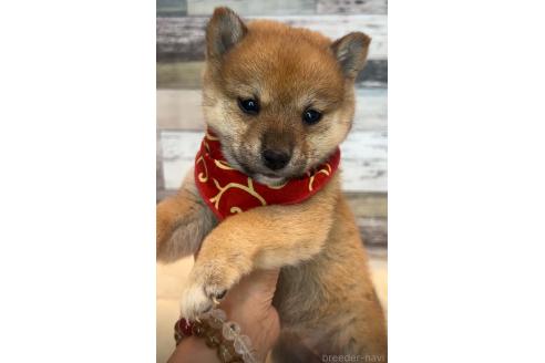 成約済の茨城県の豆柴-369330の2枚目