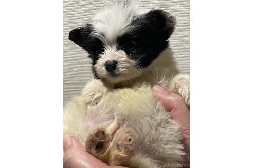成約済の滋賀県のパピヨン-361367の2枚目