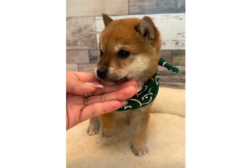 成約済の茨城県の豆柴-369331の5枚目