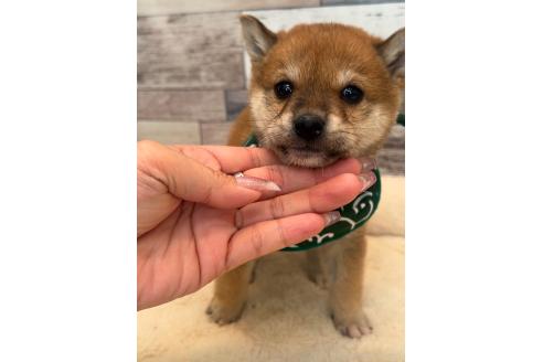 成約済の茨城県の豆柴-369331の4枚目