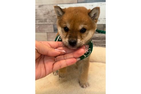 成約済の茨城県の豆柴-369331の3枚目