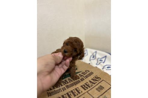 販売中の北海道のトイプードル-365030の15枚目