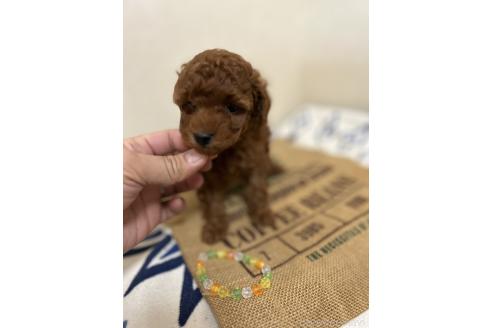 販売中の北海道のトイプードル-365030の14枚目