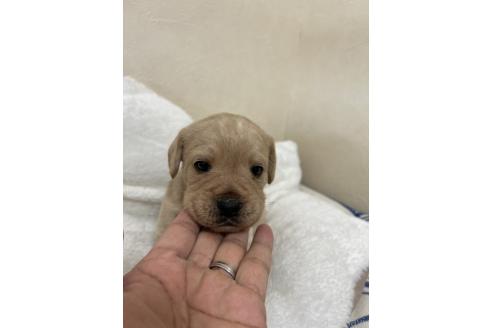 成約済の北海道のミックス犬-367225の5枚目