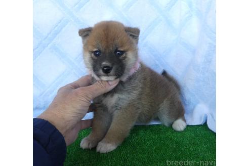 成約済の静岡県の柴犬-369357の5枚目