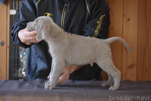 成約済の三重県のワイマラナー-369220の4枚目