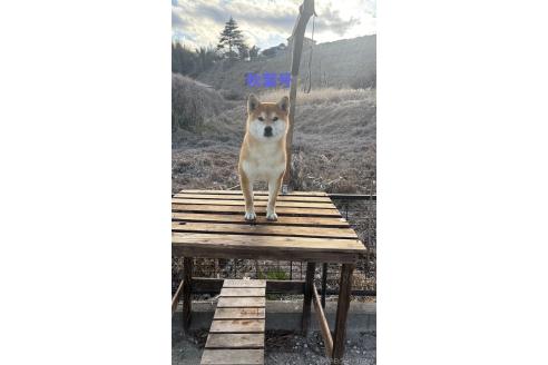 あきばちゃん1枚目