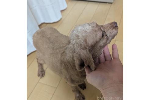 成約済の広島県のトイプードル-369405の2枚目