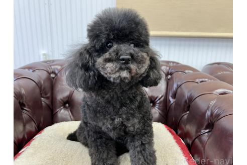 ねろちゃん1枚目
